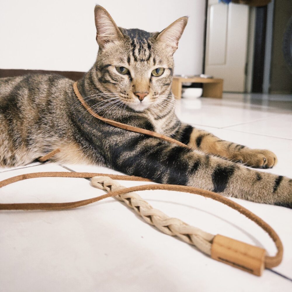 皮革逗貓繩