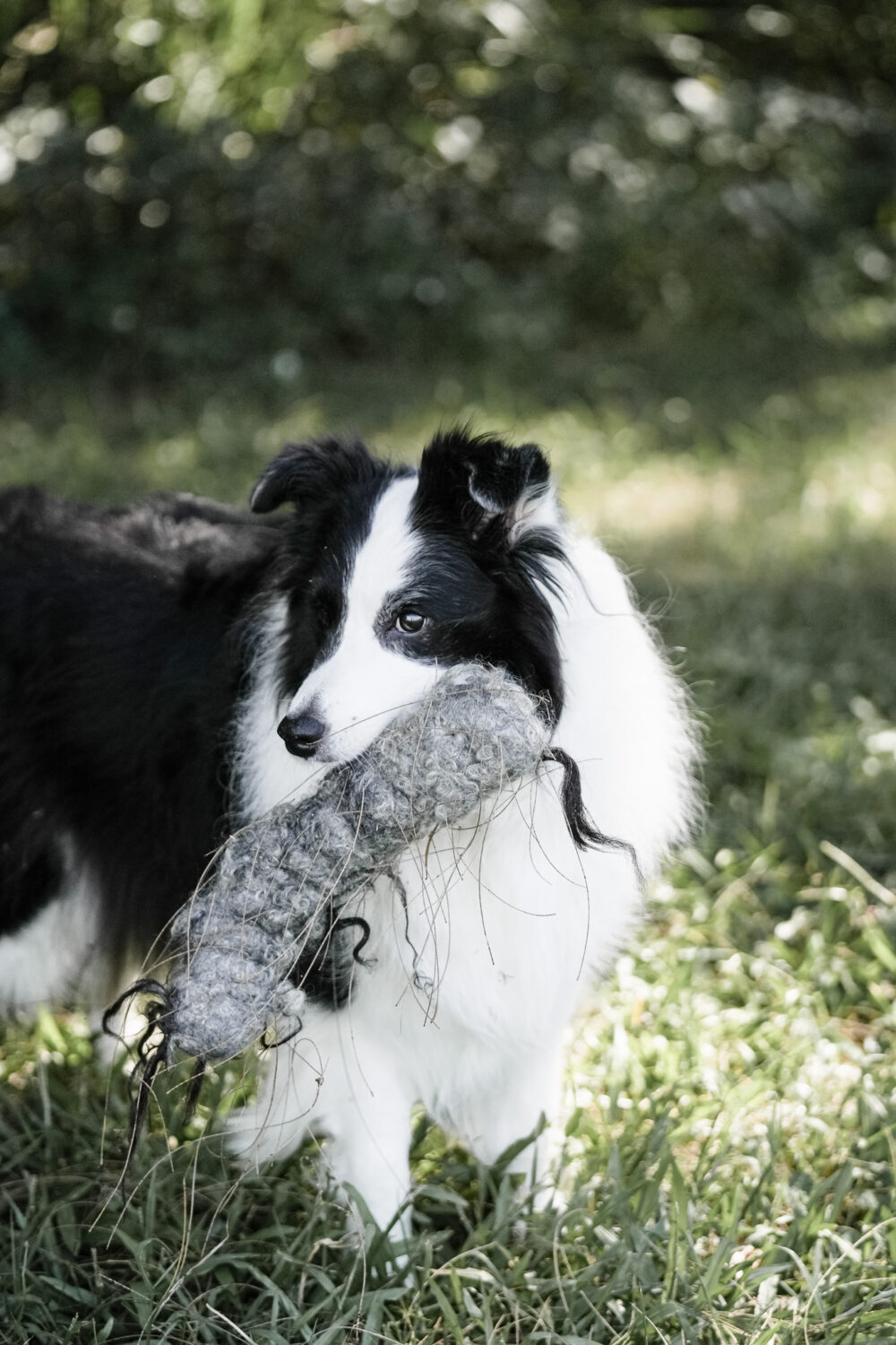 DSC09989 手工羊毛香腸