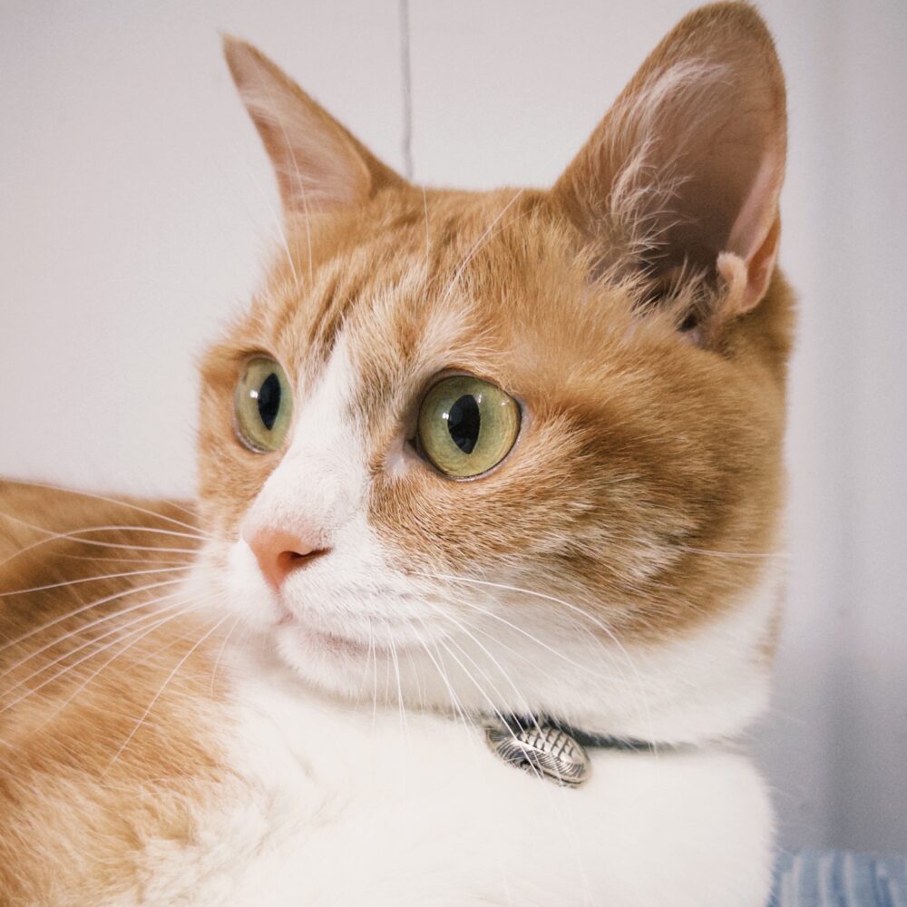 necono-Luce bell鯛魚燒（共三款）