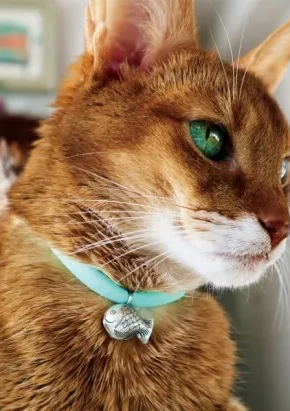 螢幕擷取畫面 2024-11-06 100627 necono-Luce bell鯛魚燒(共三款)