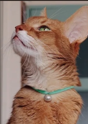 螢幕擷取畫面 2024-11-06 100651 necono-Luce ball經典項圈(共三款)