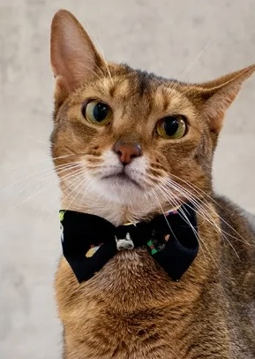 螢幕擷取畫面 2024-11-06 100700 necono-mannine Ribbon cat face領結(共三款)