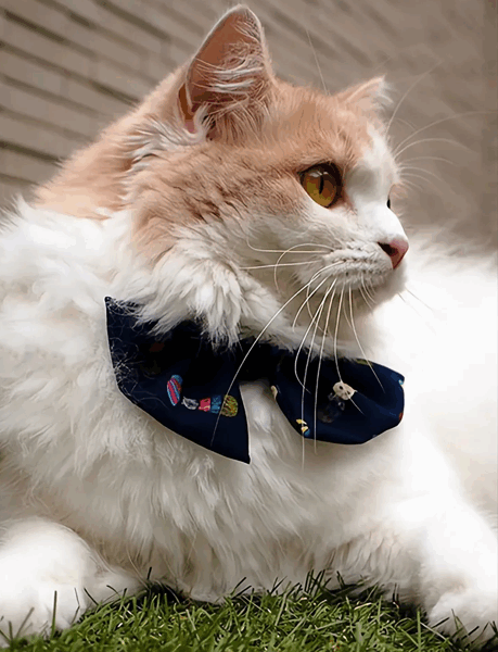 螢幕擷取畫面 2024-11-06 101109 necono-mannine Scarf Ribbon領結(共兩款)