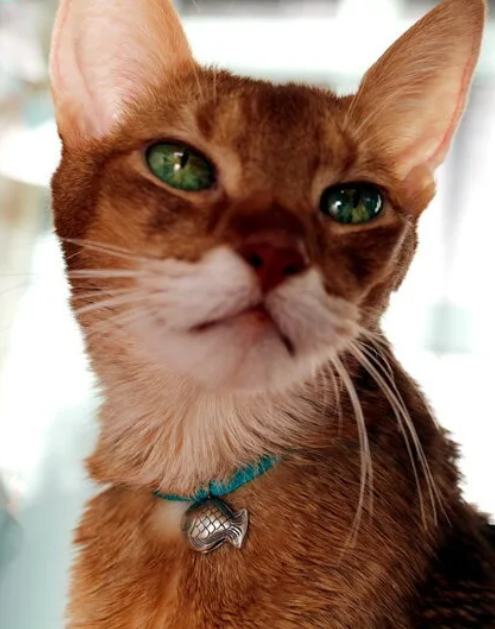 螢幕擷取畫面 2024-11-06 171125 necono-Luce bell鯛魚燒(共三款)