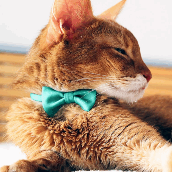 螢幕擷取畫面 2024-11-06 174411 necono-Luce Ribbon經典款(共三款)