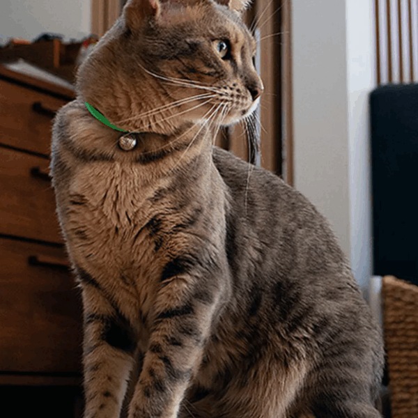 螢幕擷取畫面 2026-03-13 202845 necono-Luce ball經典項圈(共三款)