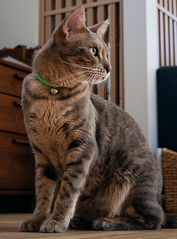 螢幕擷取畫面 2026-03-13 202845 necono-Luce ball經典項圈(共三款)