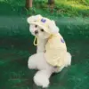 Puppy Gallery🇰🇷 外出涼感背心 小雞黃