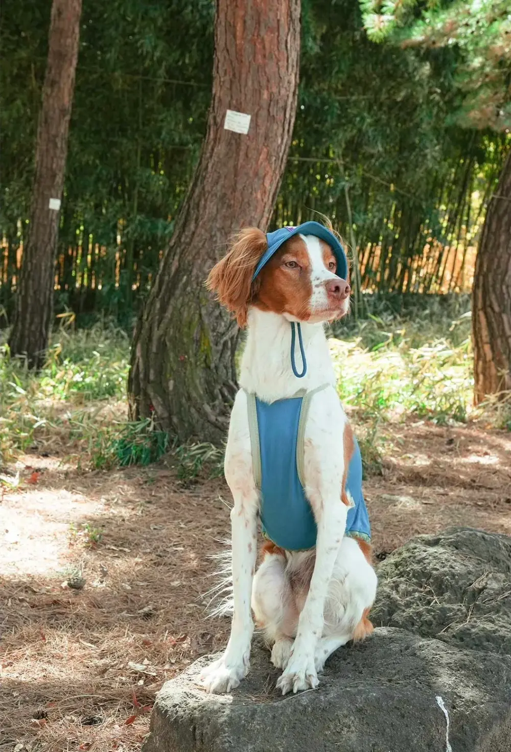 Puppy Gallery🇰🇷 外出涼感背心 海軍藍