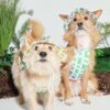 Puppy Gallery🇰🇷 跳跳熊涼感漁夫帽 紫