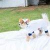 Puppy Gallery🇰🇷 涼感漁夫帽 藍白
