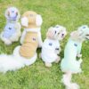 Puppy Gallery🇰🇷 涼感漁夫帽 藍白