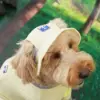 Puppy Gallery🇰🇷 涼感漁夫帽 小雞黃